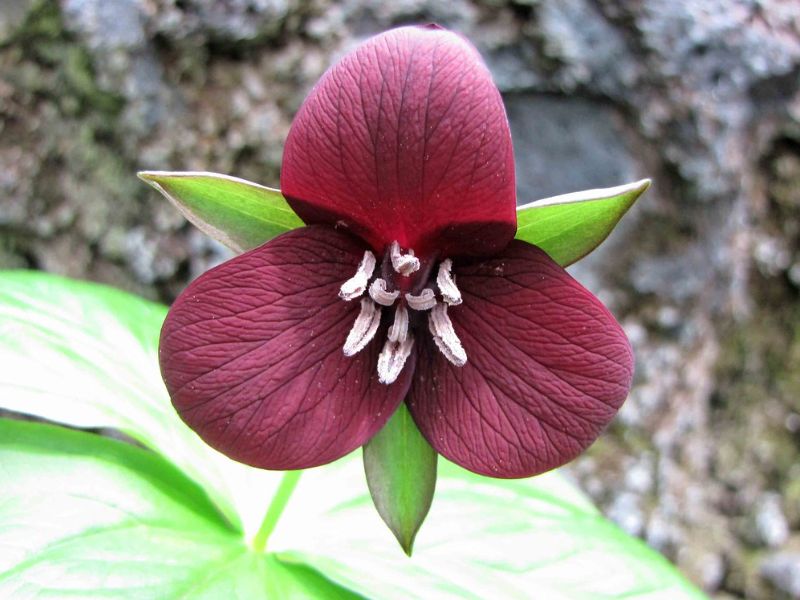 Little Sweet Betsy (Trillium cuneatum)