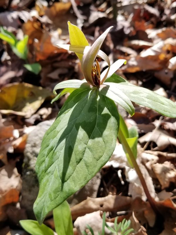 Little Sweet Betsy (Trillium cuneatum)