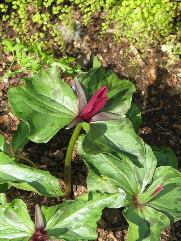 Little Sweet Betsy (Trillium cuneatum)