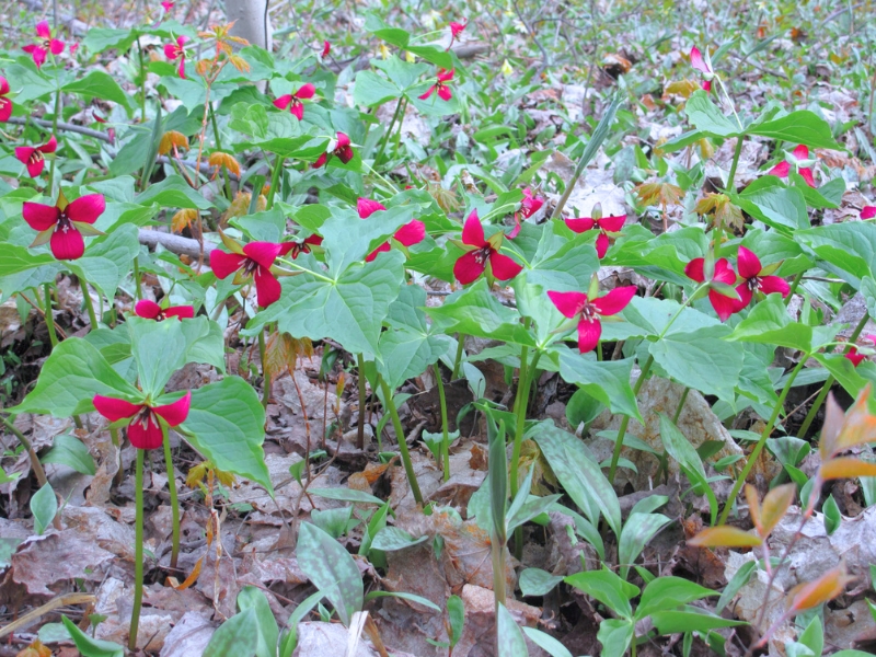 Red Trillium (Trillium erectum)