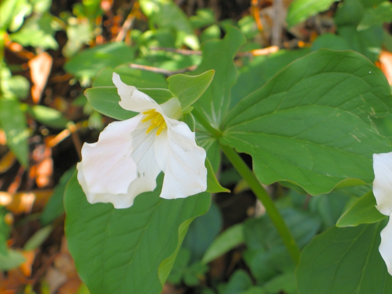Great White Trillium (Trillium grandiflorum) 1 Great White Trillium (Trillium grandiflorum)