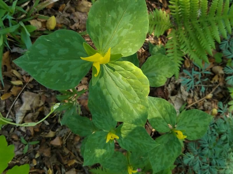 Yellow Trillium (Trillium luteum)