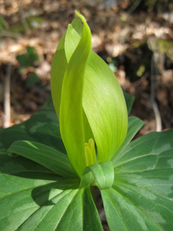 Yellow Trillium (Trillium luteum)