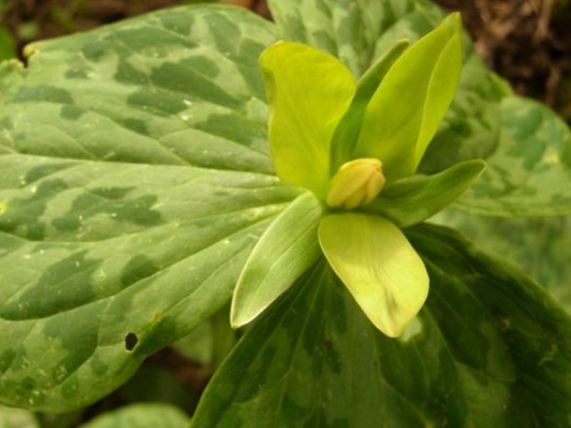 Yellow Trillium (Trillium luteum)