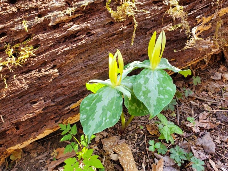 Yellow Trillium (Trillium luteum)