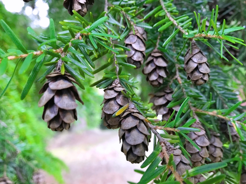 Western Hemlock (Tsuga heterophylla)