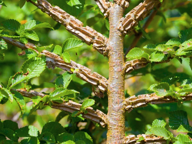 Field Elm (Ulmus minor)