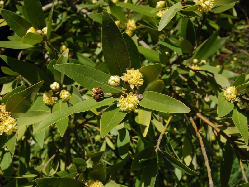 California Laurel (Umbellularia californica)