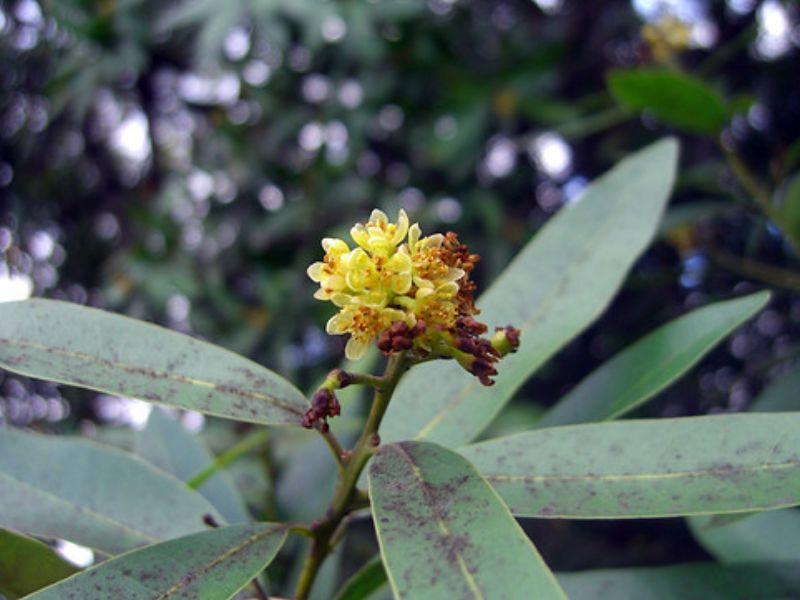 California Laurel (Umbellularia californica)