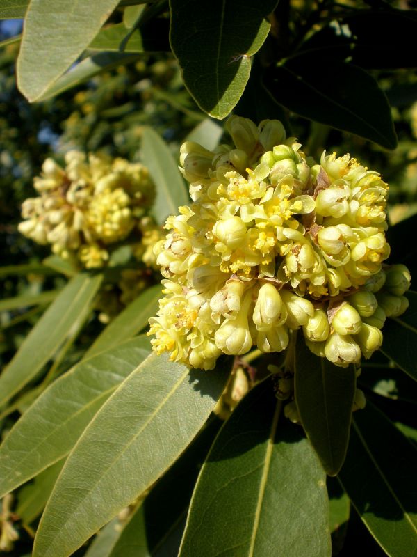 California Laurel (Umbellularia californica)