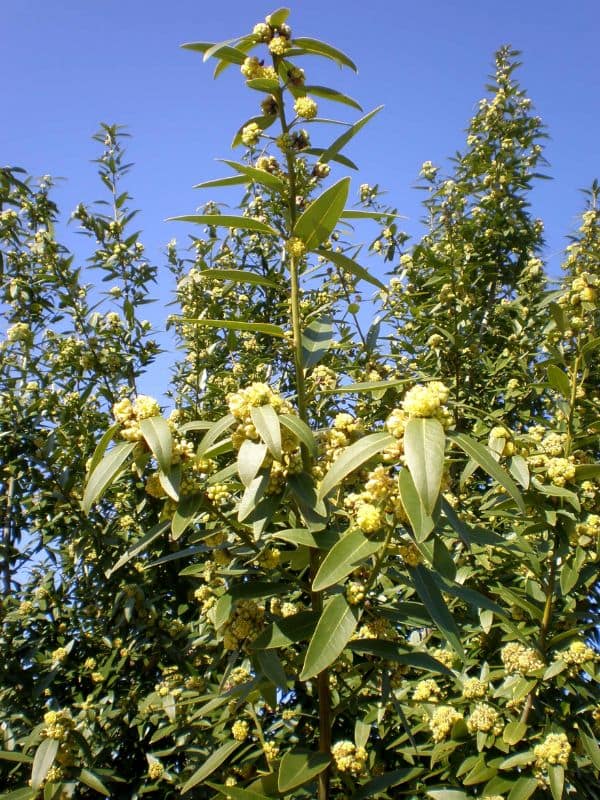 California Laurel (Umbellularia californica)