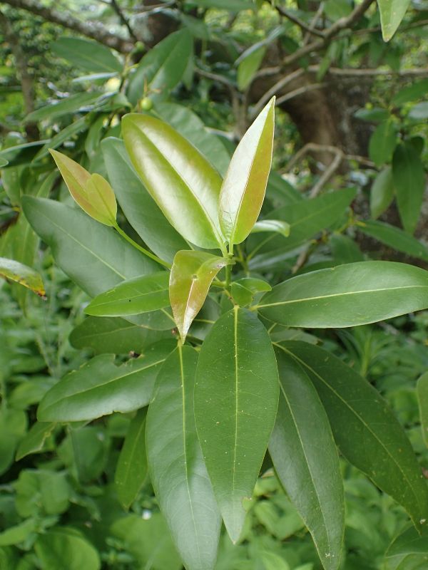 California Laurel (Umbellularia californica)