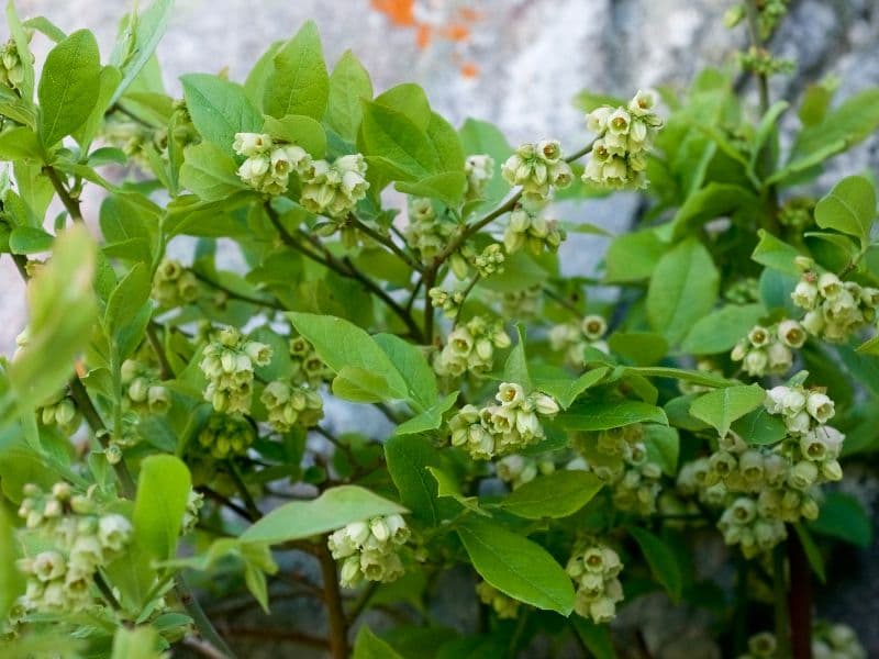 Hillside Blueberry (Vaccinium pallidum)