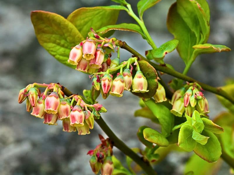 Hillside Blueberry (Vaccinium pallidum)