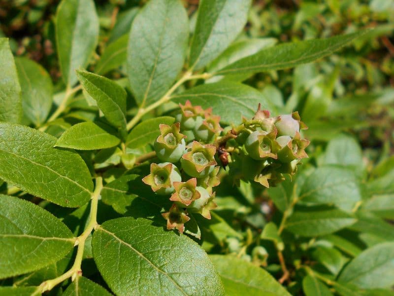 Hillside Blueberry (Vaccinium pallidum)