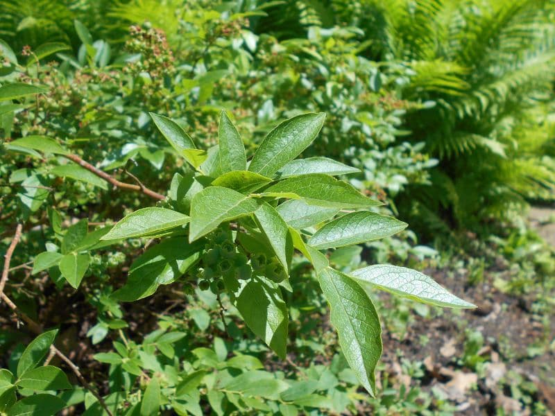 Hillside Blueberry (Vaccinium pallidum)