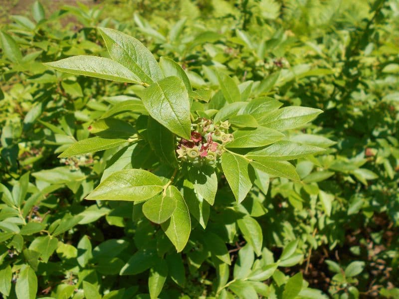 Hillside Blueberry (Vaccinium pallidum)