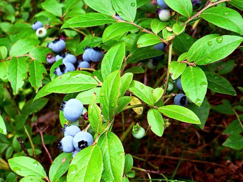 Hillside Blueberry (Vaccinium pallidum)