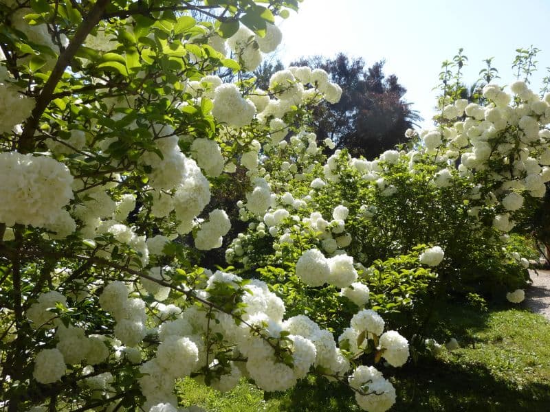 Chinese Snowball Viburnum (Viburnum macrocephalum)