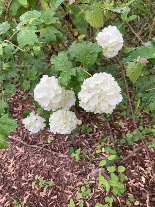 Chinese Snowball Viburnum (Viburnum macrocephalum)