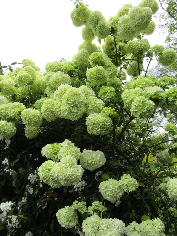 Chinese Snowball Viburnum (Viburnum macrocephalum)