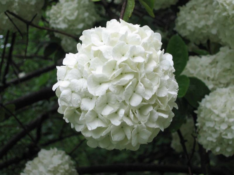 Chinese Snowball Viburnum (Viburnum macrocephalum)