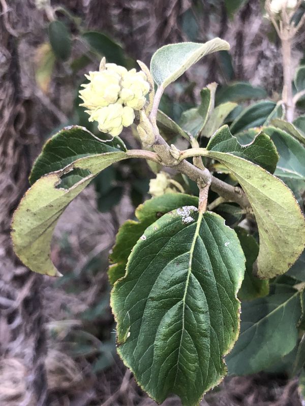 Chinese Snowball Viburnum (Viburnum macrocephalum)