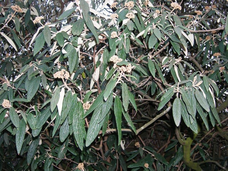 Leatherleaf Viburnum (Viburnum rhytidophyllum)