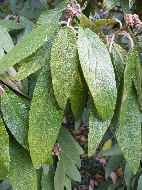 Leatherleaf Viburnum (Viburnum rhytidophyllum)