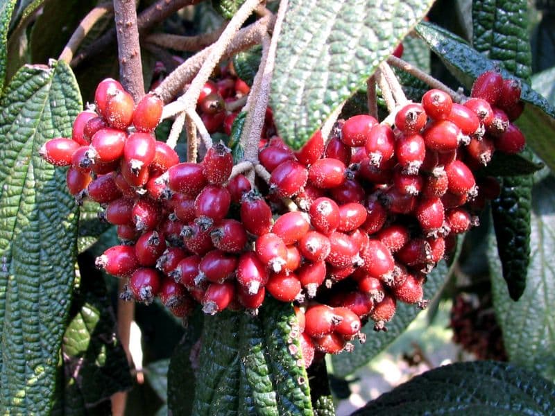 Leatherleaf Viburnum (Viburnum rhytidophyllum)