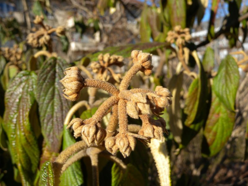 Leatherleaf Viburnum (Viburnum rhytidophyllum)