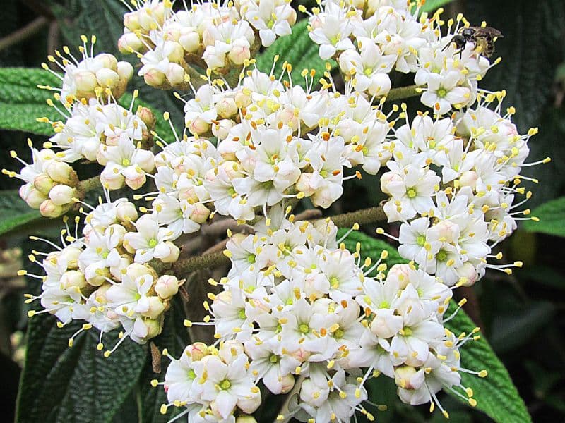 Leatherleaf Viburnum (Viburnum rhytidophyllum)