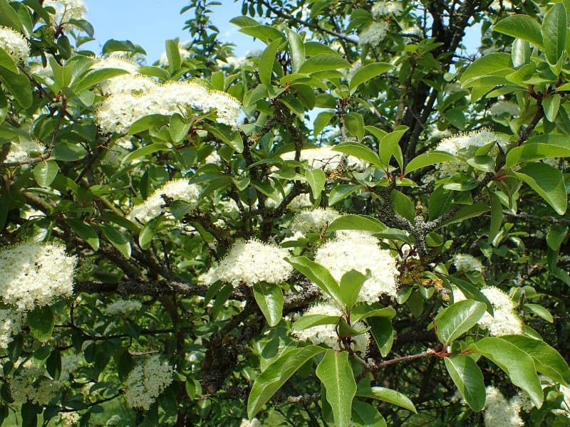 Southern Black Haw (Viburnum rufidulum)