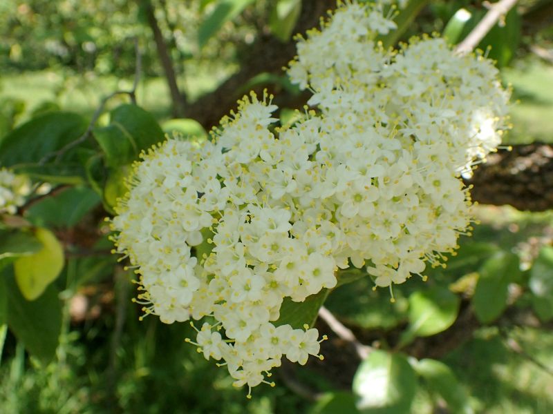 Southern Black Haw (Viburnum rufidulum)