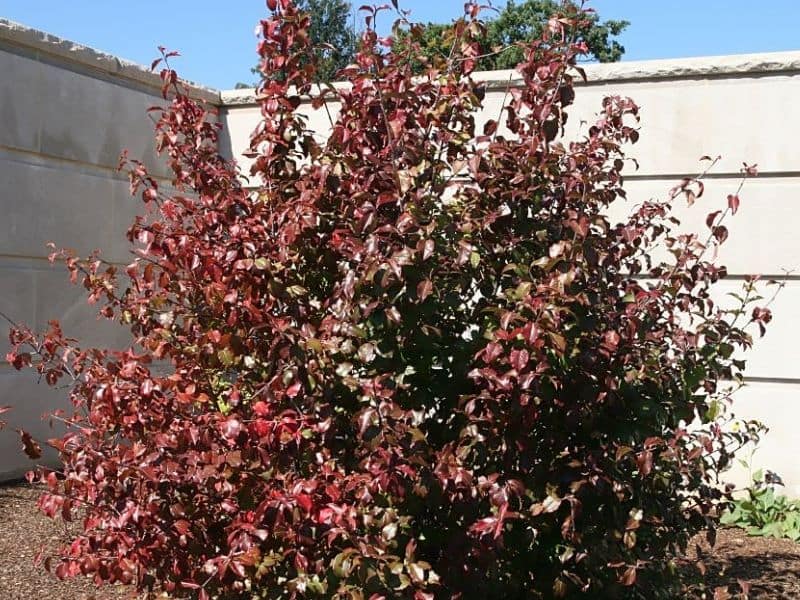 Southern Black Haw (Viburnum rufidulum)