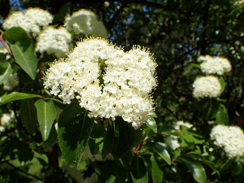 Southern Black Haw (Viburnum rufidulum)