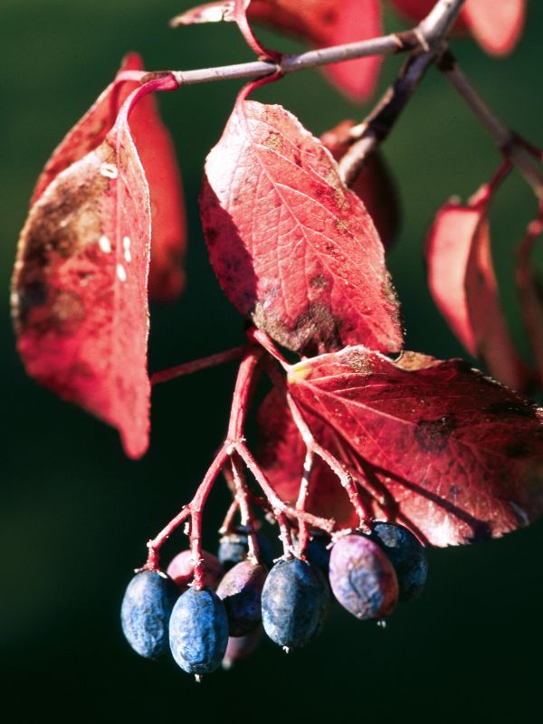 Southern Black Haw (Viburnum rufidulum)