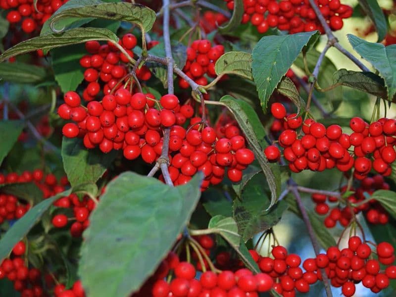 Tea Viburnum (Viburnum setigerum)