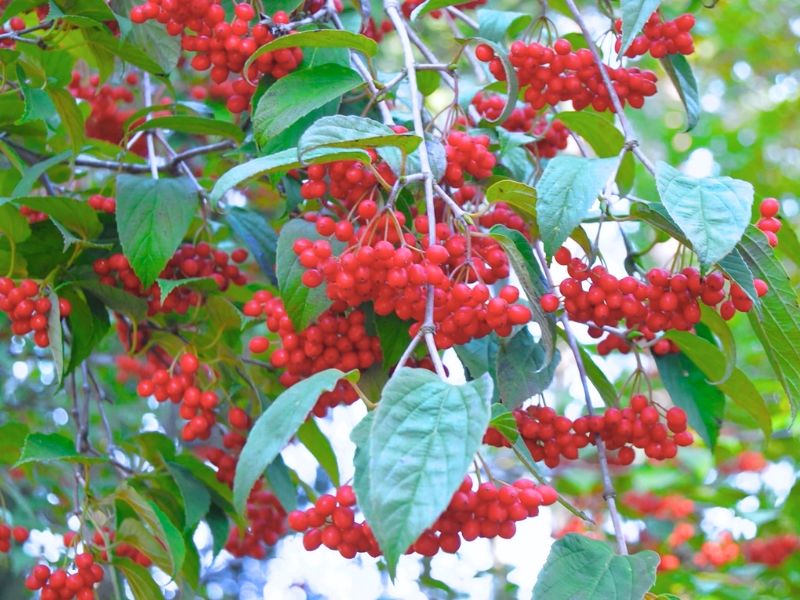 Tea Viburnum (Viburnum setigerum)