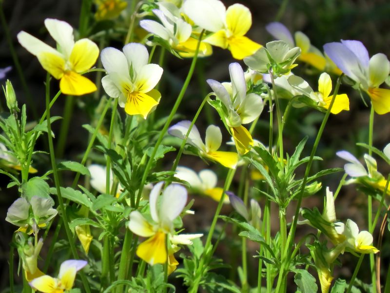 European Field Pansy (Viola arvensis)