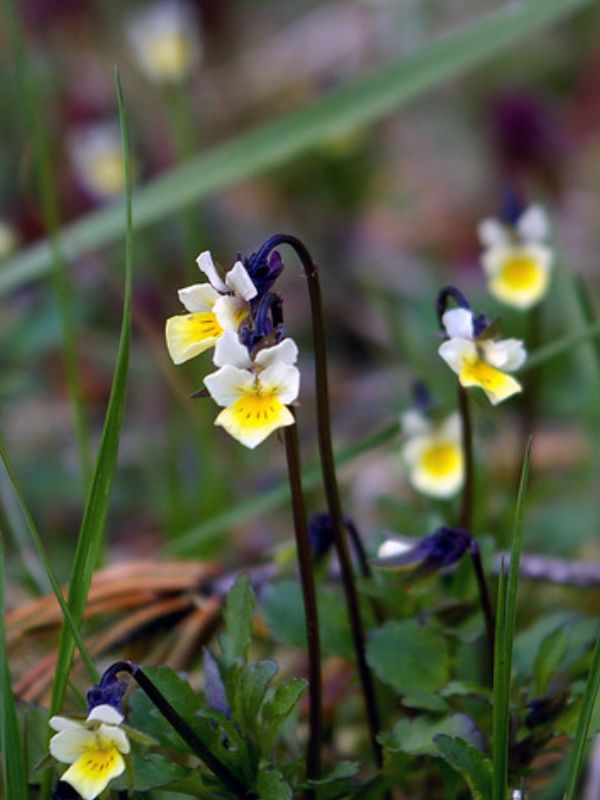 European Field Pansy (Viola arvensis)