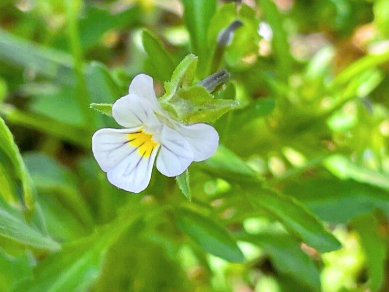 European Field Pansy (Viola arvensis)