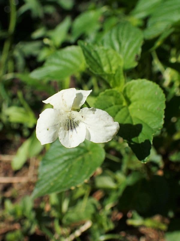 Striped Cream Violet (Viola striata)