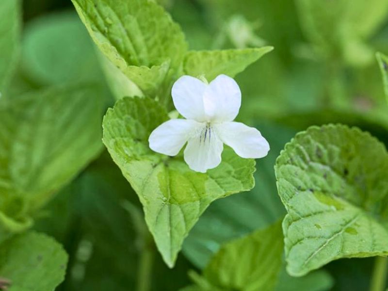 Striped Cream Violet (Viola striata)