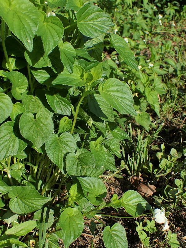 Striped Cream Violet (Viola striata)