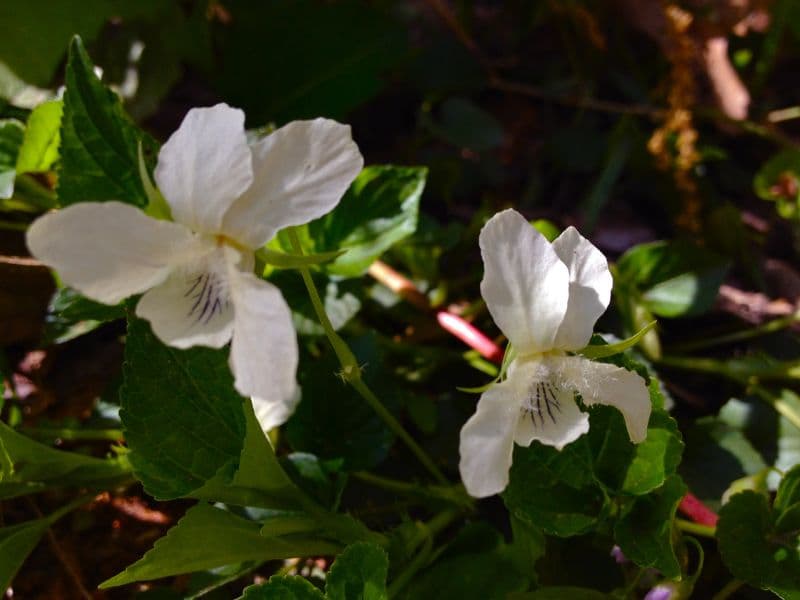 Striped Cream Violet (Viola striata)