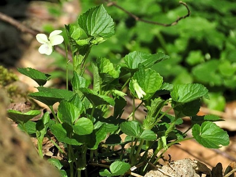 Striped Cream Violet (Viola striata)