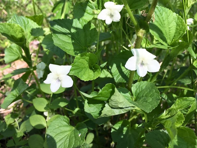 Striped Cream Violet (Viola striata)