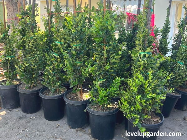 Waxleaf Privet (Ligustrum japonicum 'Texanum')