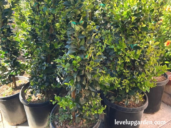 Waxleaf Privet (Ligustrum japonicum 'Texanum')